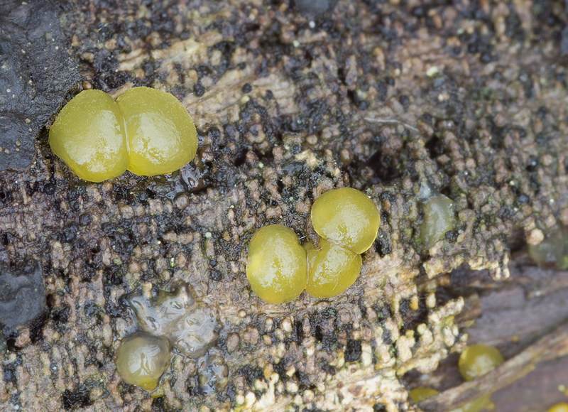 Dacrymyces minor